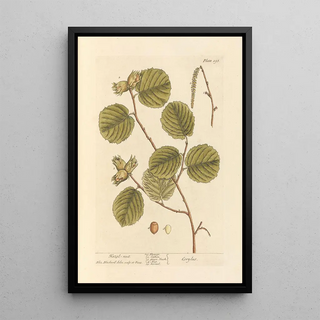 Noisette - Elizabeth Blackwell — framed artwork on a wall