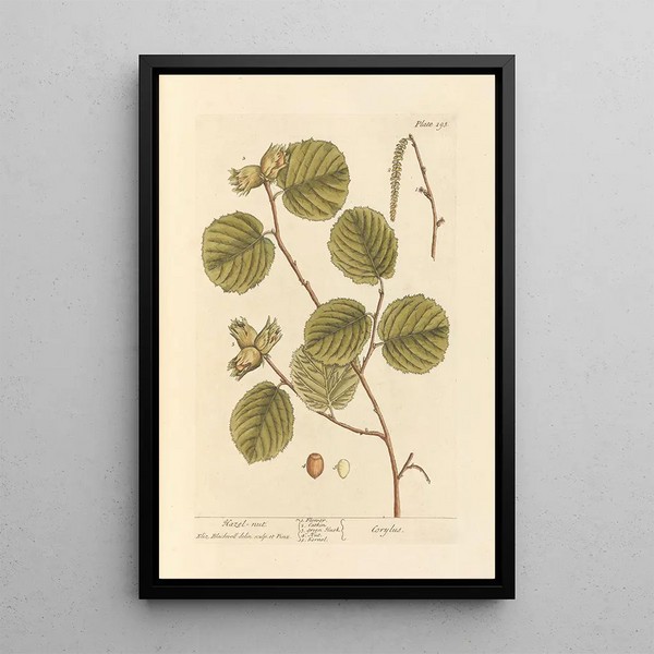 Noisette - Elizabeth Blackwell — framed artwork on a wall