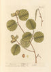 Noisette - Elizabeth Blackwell — artwork view
