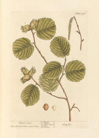 Noisette - Elizabeth Blackwell — artwork view