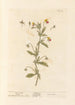 Wild Thought - Elizabeth Blackwell — artwork view