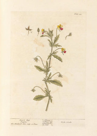 Wild Thought - Elizabeth Blackwell — artwork view