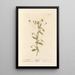 Wild Thought - Elizabeth Blackwell — framed artwork on a wall