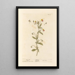 Wild Thought - Elizabeth Blackwell — framed artwork on a wall