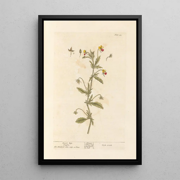 Wild Thought - Elizabeth Blackwell — framed artwork on a wall