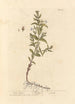 Gratiole - Elizabeth Blackwell — artwork view