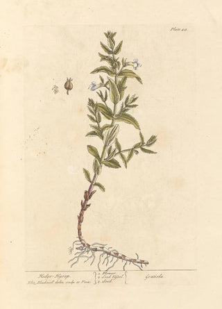 Gratiole - Elizabeth Blackwell — artwork view