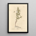 Gratiole - Elizabeth Blackwell — framed artwork on a wall