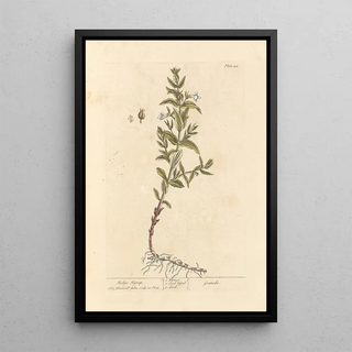 Gratiole - Elizabeth Blackwell — framed artwork on a wall