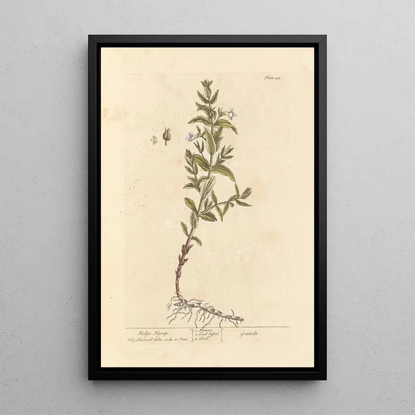Gratiole - Elizabeth Blackwell — framed artwork on a wall