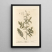 Mustard Hedge - Elizabeth Blackwell — framed artwork on a wall