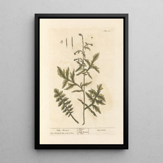 Mustard Hedge - Elizabeth Blackwell — framed artwork on a wall