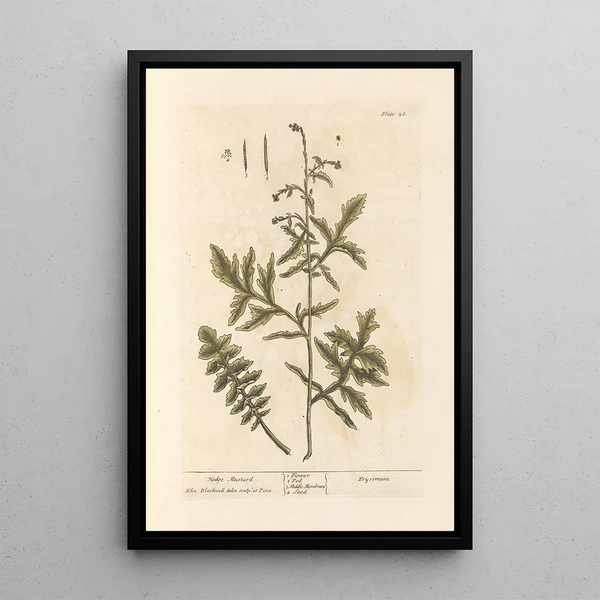 Mustard Hedge - Elizabeth Blackwell — framed artwork on a wall