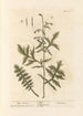 Mustard Hedge - Elizabeth Blackwell — artwork view