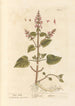 Epiaire - Elizabeth Blackwell — artwork view