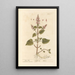 Epiaire - Elizabeth Blackwell — framed artwork on a wall