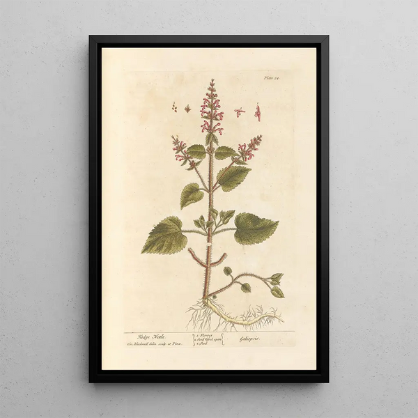 Epiaire - Elizabeth Blackwell — framed artwork on a wall