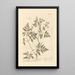Ciguë Painting - Elizabeth Blackwell — framed artwork on a wall