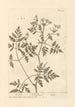 Ciguë Painting - Elizabeth Blackwell — artwork view