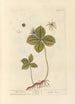 Parisette - Elizabeth Blackwell — artwork view