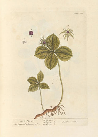 Parisette - Elizabeth Blackwell — artwork view