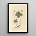 Parisette - Elizabeth Blackwell — framed artwork on a wall