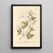 Geranium Herb-Robert - Elizabeth Blackwell — framed artwork on a wall