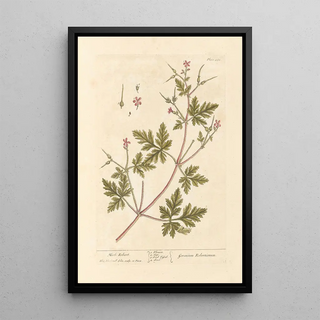 Geranium Herb-Robert - Elizabeth Blackwell — framed artwork on a wall