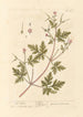 Geranium Herb-Robert - Elizabeth Blackwell — artwork view