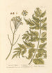 Panacée d'Hercule - Elizabeth Blackwell — artwork view