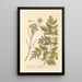 Panacée d'Hercule - Elizabeth Blackwell — framed artwork on a wall