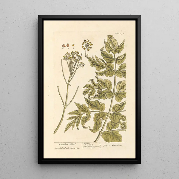 Panacée d'Hercule - Elizabeth Blackwell — framed artwork on a wall