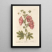 Rose trémière - Elizabeth Blackwell — framed artwork on a wall