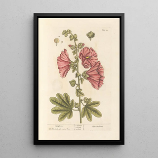 Rose trémière - Elizabeth Blackwell — framed artwork on a wall