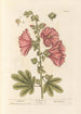 Rose trémière - Elizabeth Blackwell — artwork view