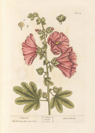 Rose trémière - Elizabeth Blackwell — artwork view