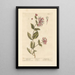 Chèvrefeuille Painting - Elizabeth Blackwell — framed artwork on a wall