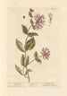 Chèvrefeuille Painting - Elizabeth Blackwell — artwork view
