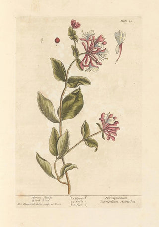 Elizabeth Blackwell - Honey suckle Wood bind.webp