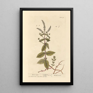 Mint Horse Painting - Elizabeth Blackwell — framed artwork on a wall