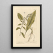Horseradish - Elizabeth Blackwell — framed artwork on a wall