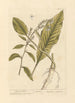 Horseradish - Elizabeth Blackwell — artwork view