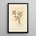 Horse Tongue or Double Tongue - Elizabeth Blackwell — framed artwork on a wall