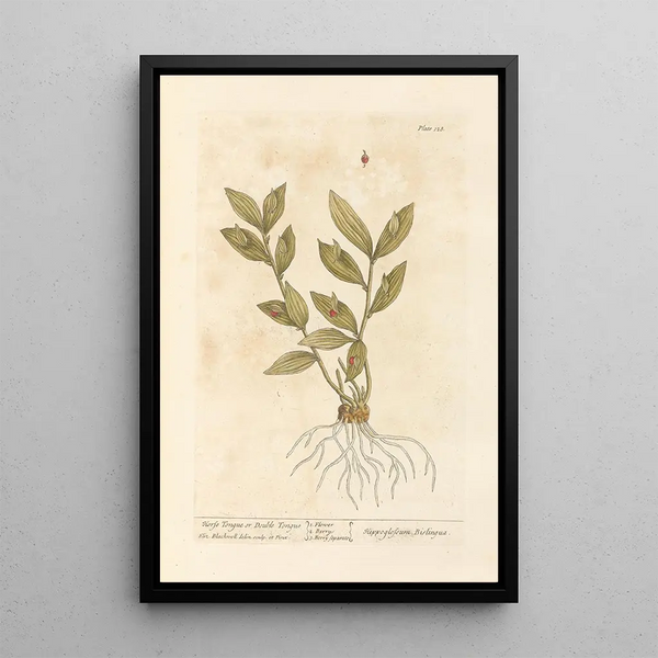 Horse Tongue or Double Tongue - Elizabeth Blackwell — framed artwork on a wall
