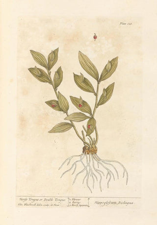 Horse Tongue or Double Tongue - Elizabeth Blackwell — artwork view