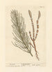 Horsetail - Elizabeth Blackwell — artwork view