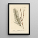 Horsetail - Elizabeth Blackwell — framed artwork on a wall