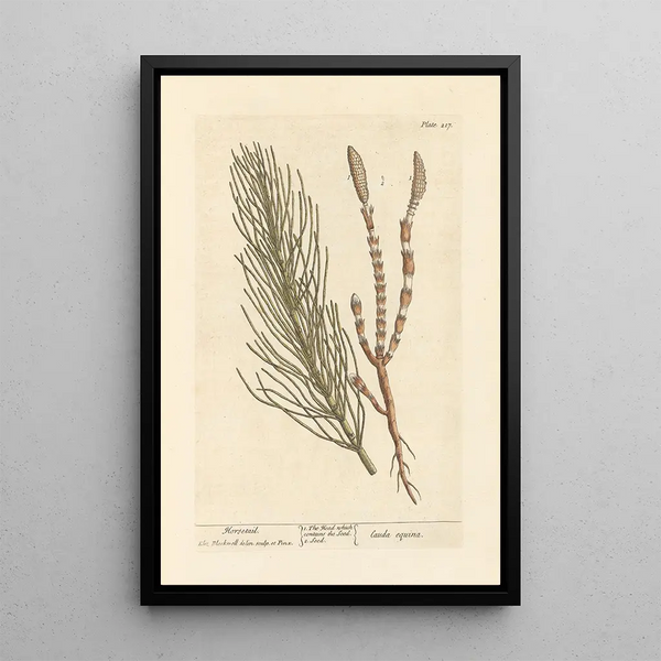 Horsetail - Elizabeth Blackwell — framed artwork on a wall