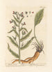 Cynoglosse - Elizabeth Blackwell — artwork view