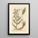 Cynoglosse - Elizabeth Blackwell — framed artwork on a wall